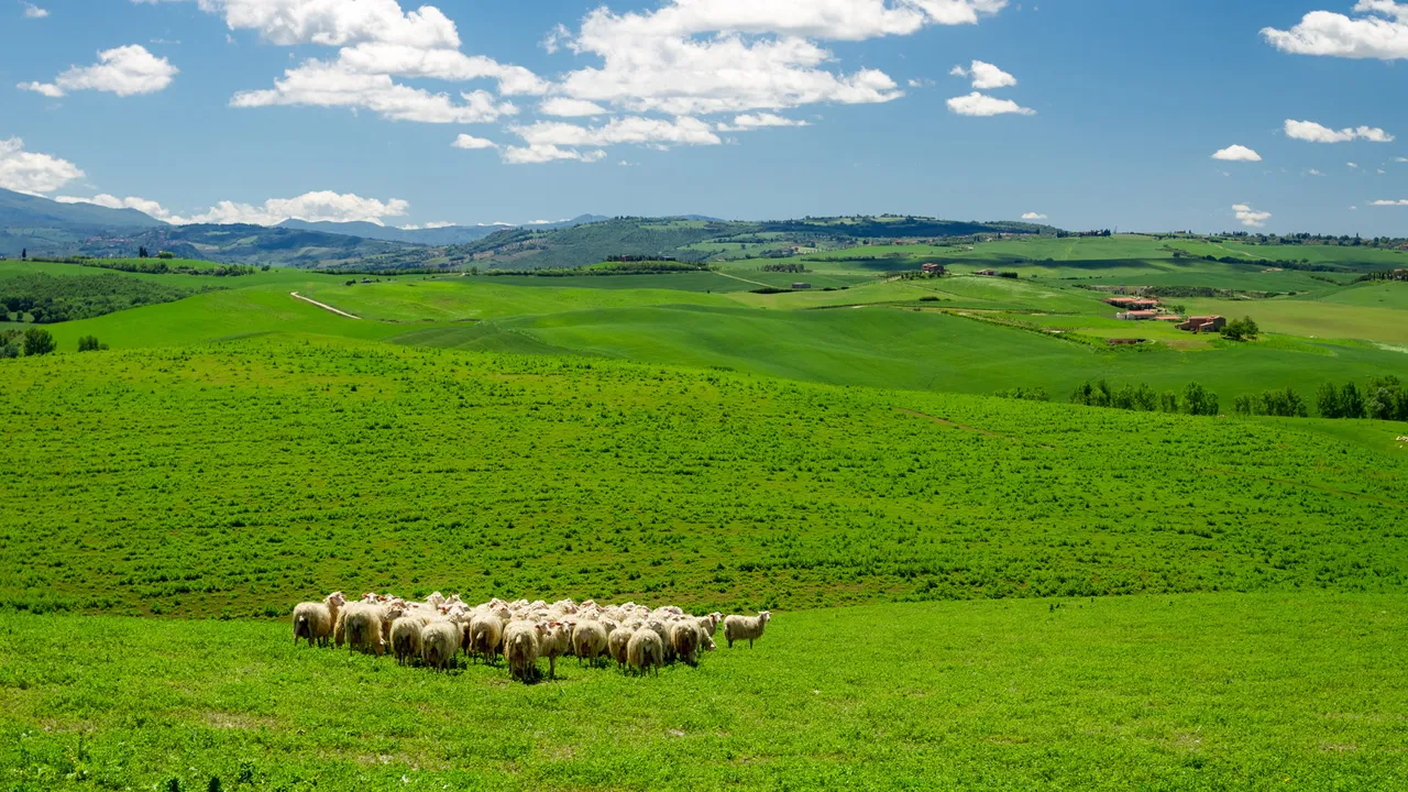 Sheep farm landscape
