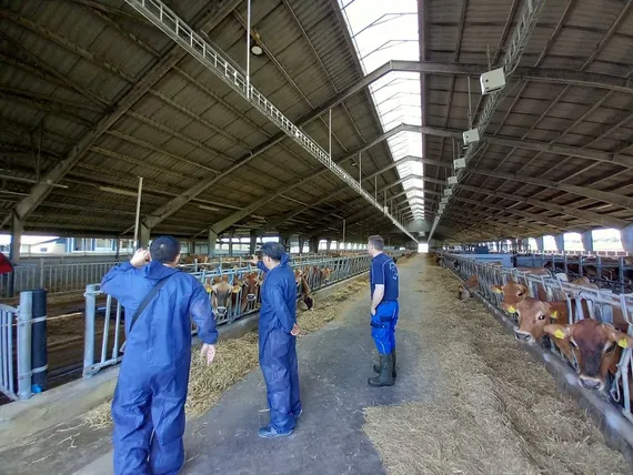 Unen Agriculture selecting European cattle for export