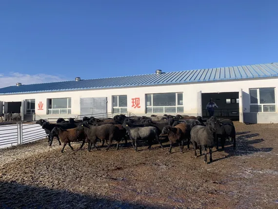 East Frisian dairy sheep in Inner Mongolia