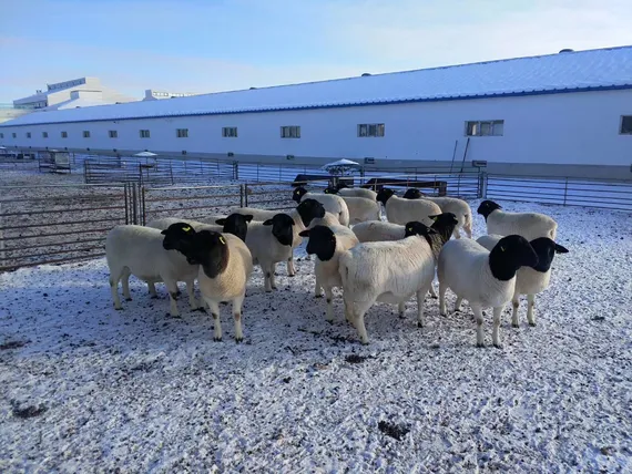 Dorper sheep in Inner Mongolia breeding program