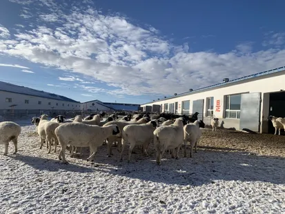 Dorper sheep breeding program in Inner Mongolia