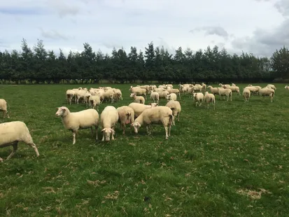 Dairy sheep operation in Inner Mongolia