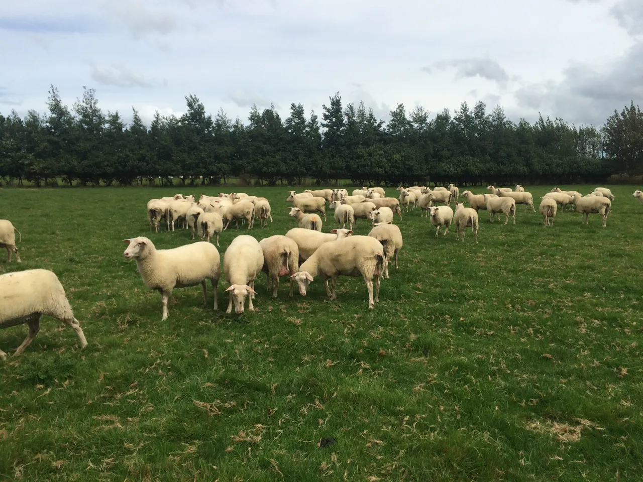 Dairy sheep farm in Inner Mongolia